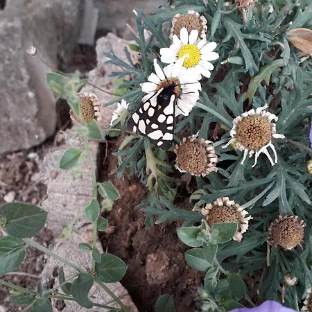 Du فندق مبيت وإفطار