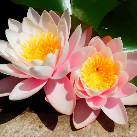 Du Bed & Breakfast Uzès